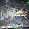 Cane Toad