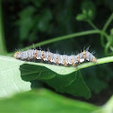 Eight Spotted Forrester Caterpillar