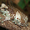 Mission golden-eyed tree frog