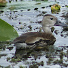 Black-bellied Whistling Duck (immature)
