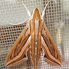 Vine Hawk-Moth or Silver-striped Hawk-Moth
