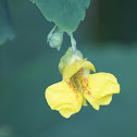 yellow jewelweed
