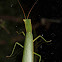 New Zealand Praying Mantis