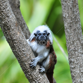 Primate by Milind Lele - Animals Other Mammals