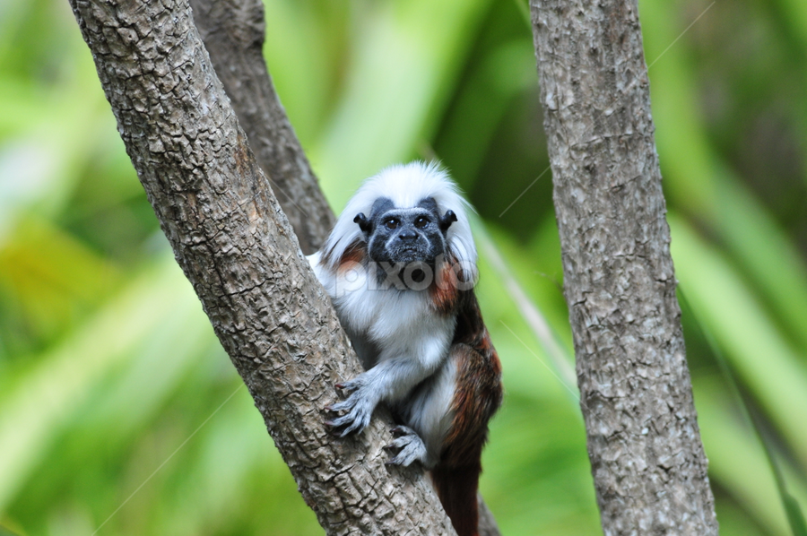 Primate by Milind Lele - Animals Other Mammals