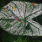 White Christmas Caladium