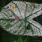 White Christmas Caladium