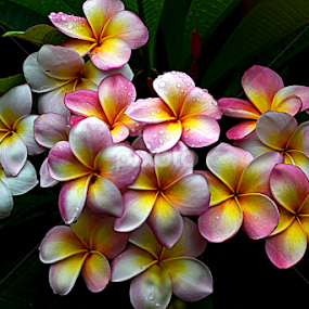 Pink Frangipani 42 by Mark Zouroudis - Flowers Flowers in the Wild