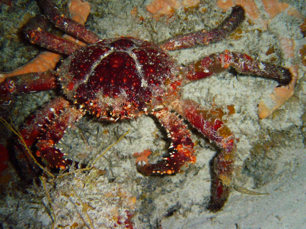 Channel clinging crab