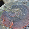 Red Encrusting Bryozoan