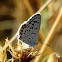 Eastern Baton Blue