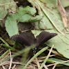 common sootywing