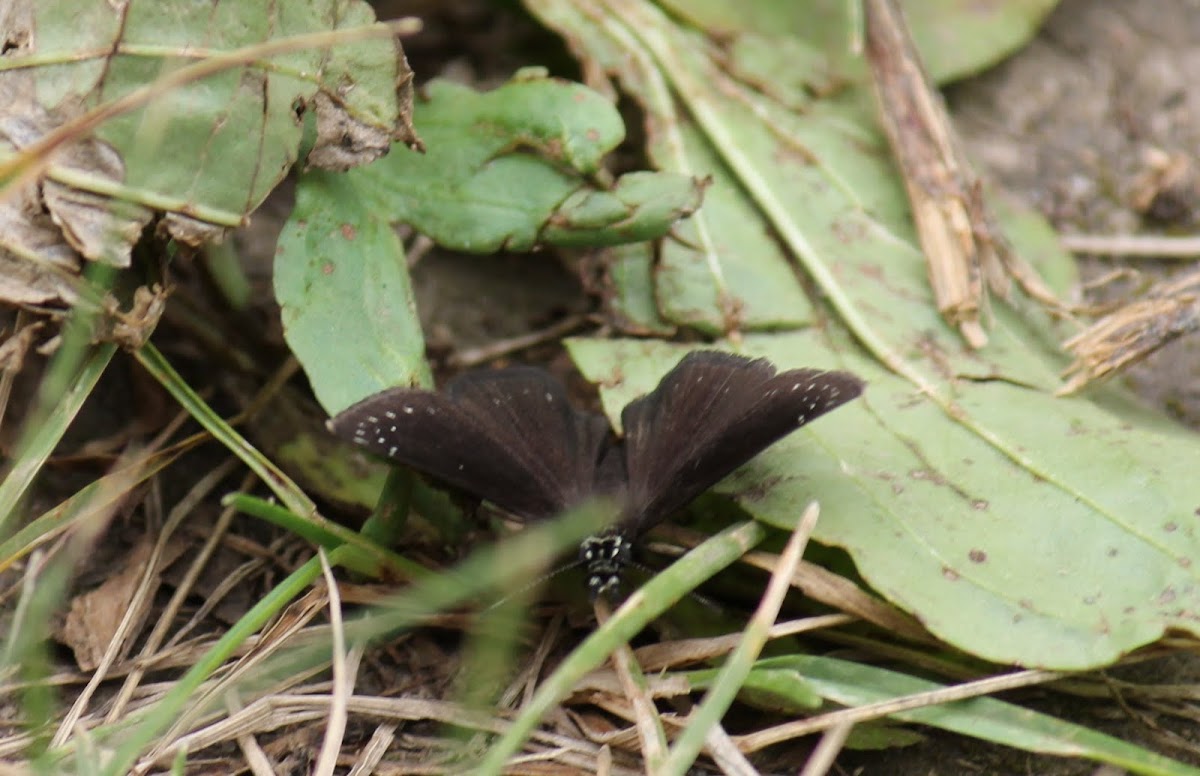 common sootywing