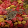 African dwarf frogs