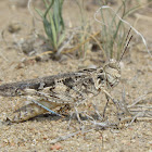 Kiowa Grasshopper