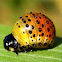 Acacia Leaf Beetle ( Larva )