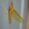 Yellow Drake Mayfly