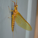 Yellow Drake Mayfly