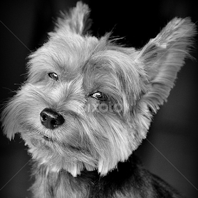 by Tupu Kuismin - Black & White Animals
