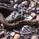 Western garter snake