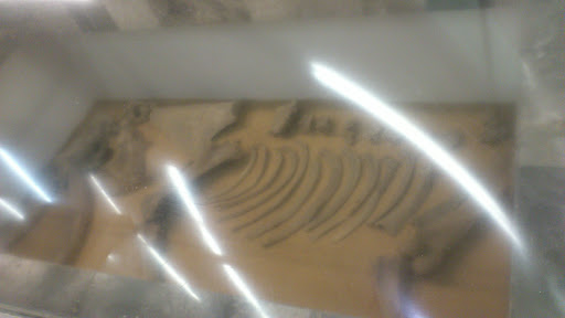 Fósiles de Mamut