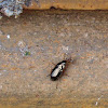Ground Beetle / Trčak