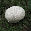 Colorado Giant Puffball mushroom