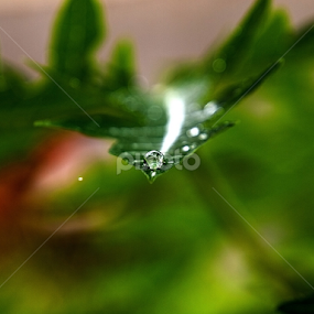 After the rain subside by Ndang Chun - Nature Up Close Leaves & Grasses