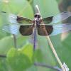 Widow Skimmer      immature male