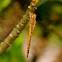 Globe Skimmer - Male