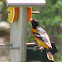 Baltimore Oriole