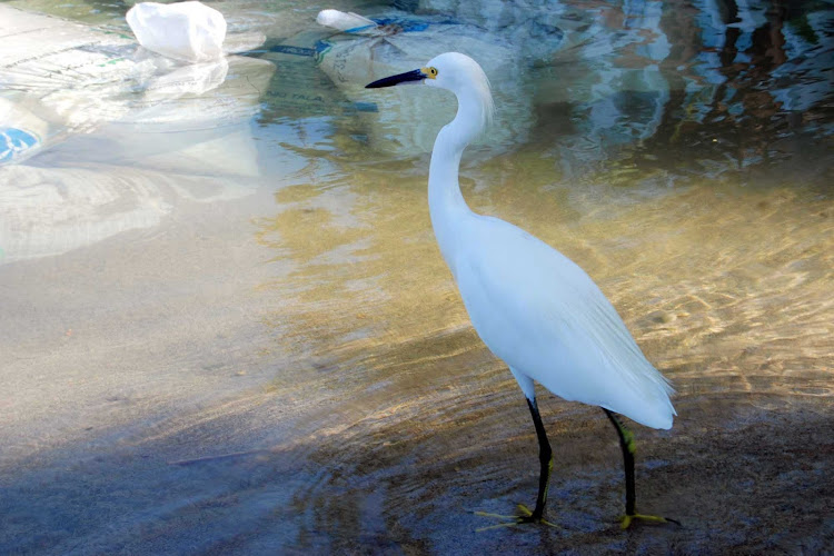 A snowy egret at water's edge near Puerto Vallarta, Mexico.