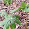 Mayapple