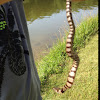 Northern Water Snake (juvenile)