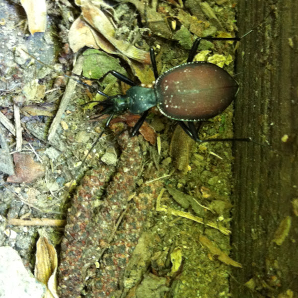 Margined snaileating beetle Project Noah