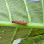 Orange Planthopper