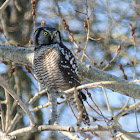 Northern Hawk-owl