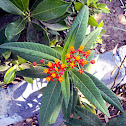 Mexican Butterfly Weed, Blood-flower, Scarlet Milkweed