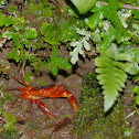 Trinidad mountain crab