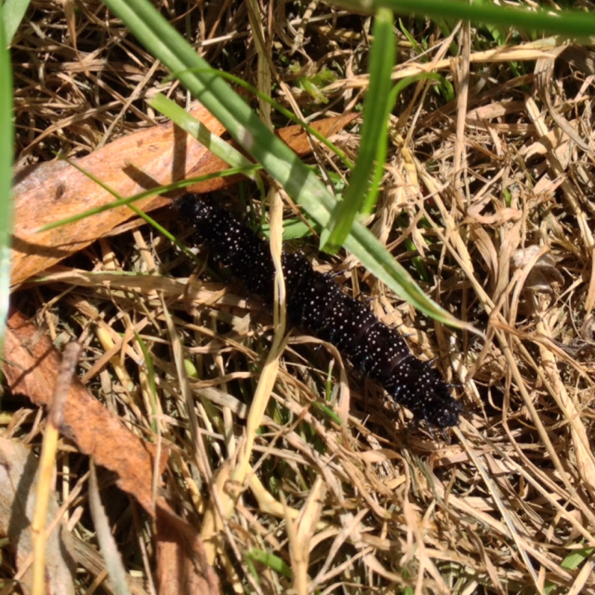 Peacock butterfly larva