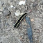 Striped Garden Caterpillar