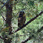 long-eared owl