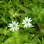 Water Chickweed