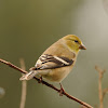 American goldfinch (non breeding male)