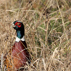 Ring-necked pheasant