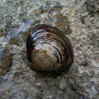 Asian Clam