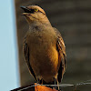 Sabiá-do-campo(Chalk-browed Mockingbird)