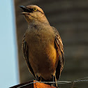 Sabiá-do-campo(Chalk-browed Mockingbird)