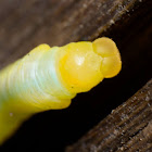 Sphinx Moth Caterpillar