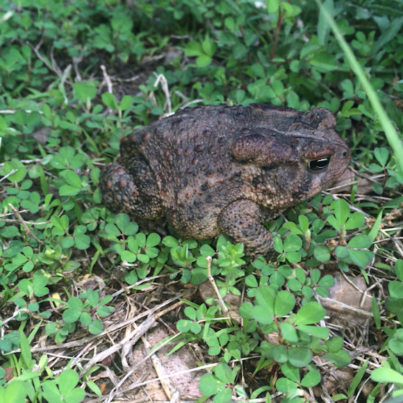 American Toad Project Noah